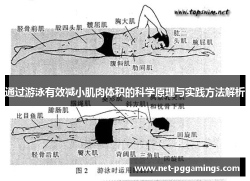 通过游泳有效减小肌肉体积的科学原理与实践方法解析